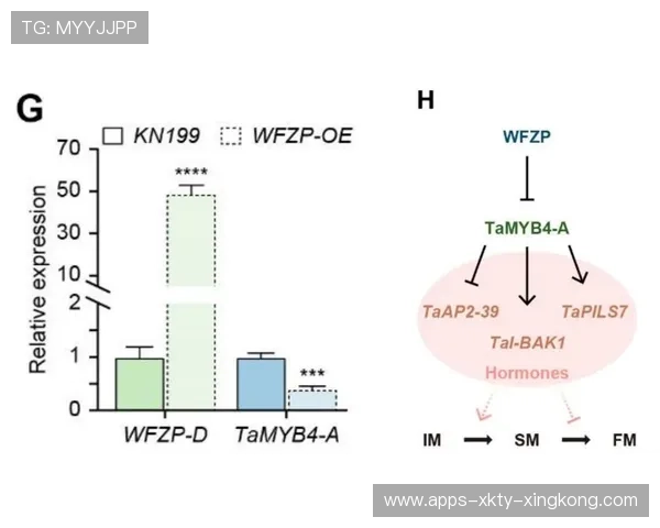拉塞尔探索多个空气动力学方案